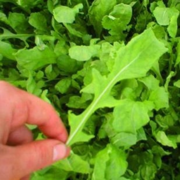 Bagged Greens (Arugula)