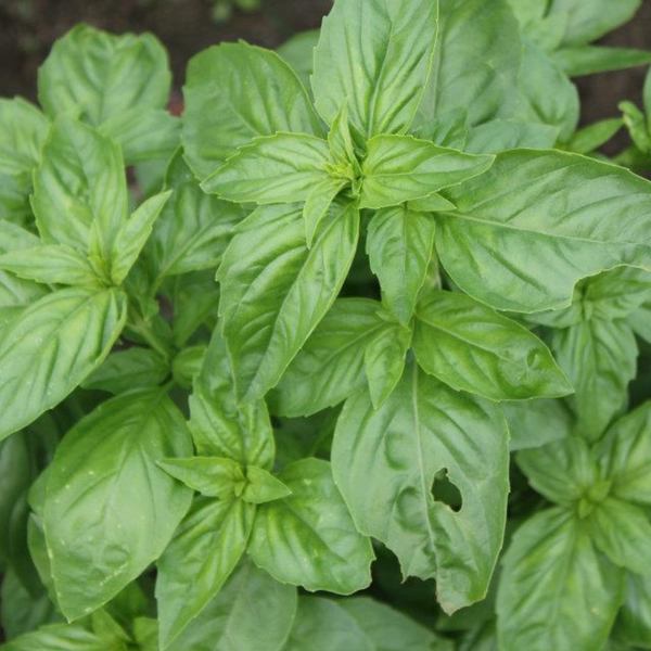 Basil