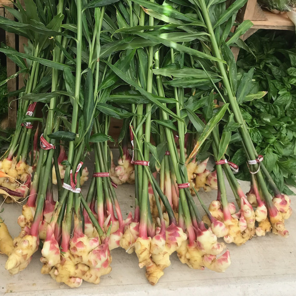 Fresh Ginger (Baby)