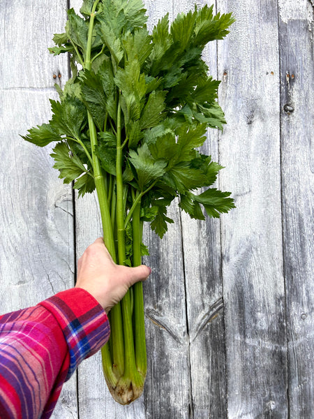 Celery