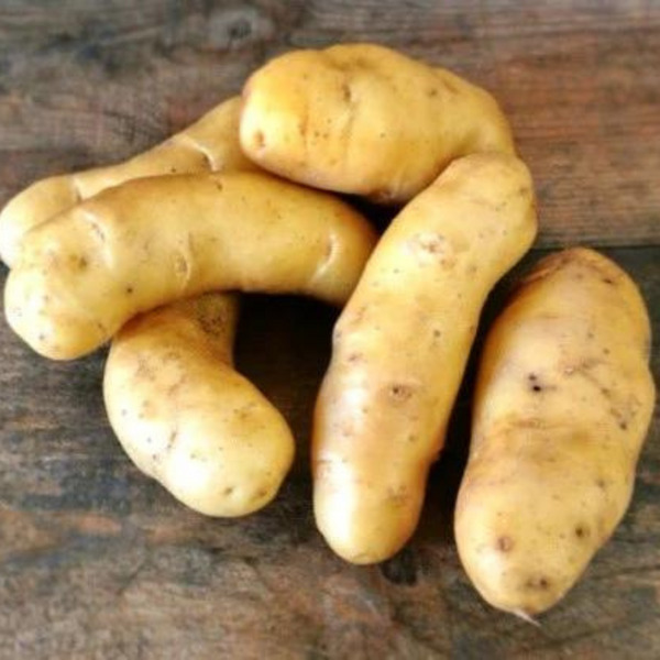 Potatoes (Yellow Banana Fingerling)