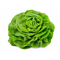 Head Lettuce (Green Butterhead)