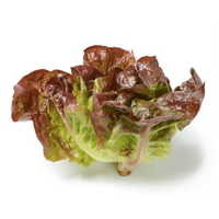 Head Lettuce (Red Butterhead)