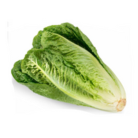 Head Lettuce (Romaine)
