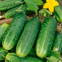 Cucumbers (Pickling)