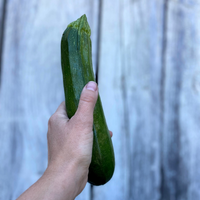 Summer Squash (Zucchini)
