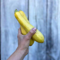 Summer Squash (Yellow)