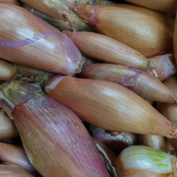 Shallots (French)