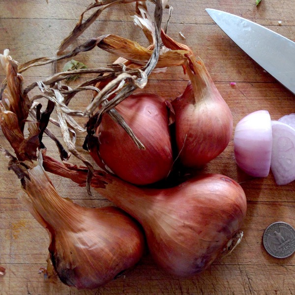 Shallots (French)