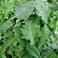 Spring Kale (Loose Leaf)