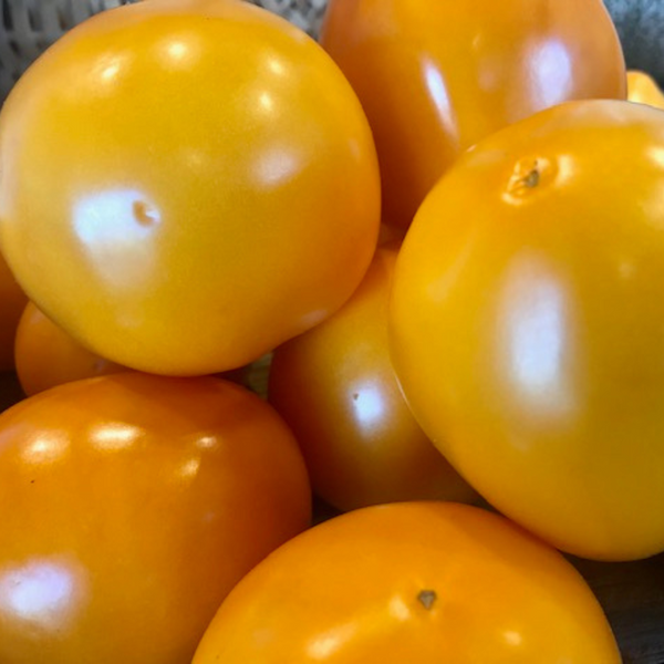 Tomatoes (Yellow Slicing)