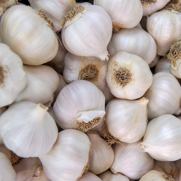 Garlic
