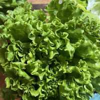 Head Lettuce (Green Leaf)
