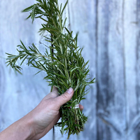 Fresh Herbs (Rosemary)