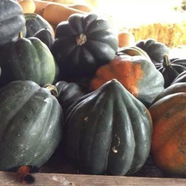 Winter Squash (Acorn)