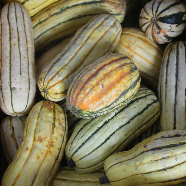 Winter Squash (Delicata)