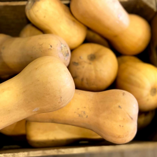 Winter Squash (Butternut)