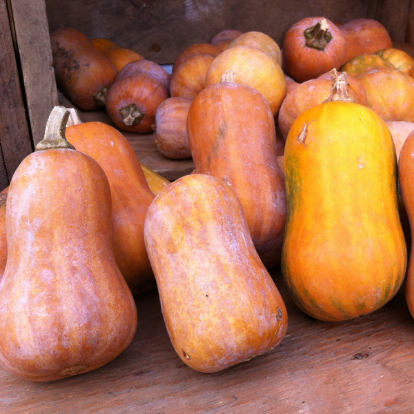 Winter Squash (Honeynut)