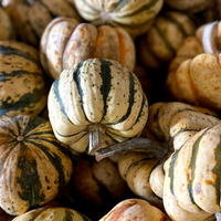 Winter Squash (Sweet Dumpling)