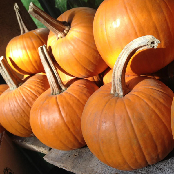 Winter Squash (Pie Pumpkins)