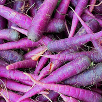 Carrots (Purple)