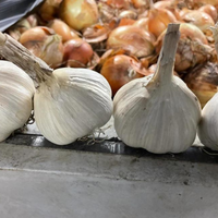 Garlic