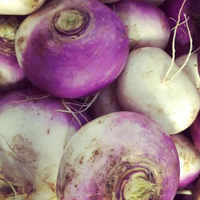 Turnips (Purple Top)