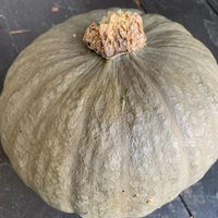 Winter Squash (Gray Kabocha)