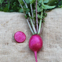 Radishes (Pink Artesia Daikon)