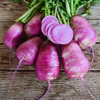 Radishes (Baby Purple Daikon)