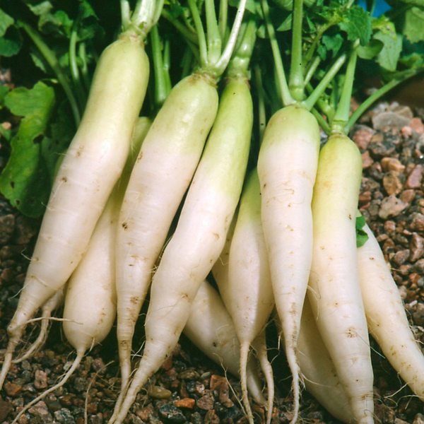 Radishes (White Daikon)