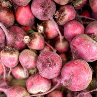 Beets (Chioggia)