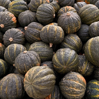 Winter Squash (Tetsukabuto)