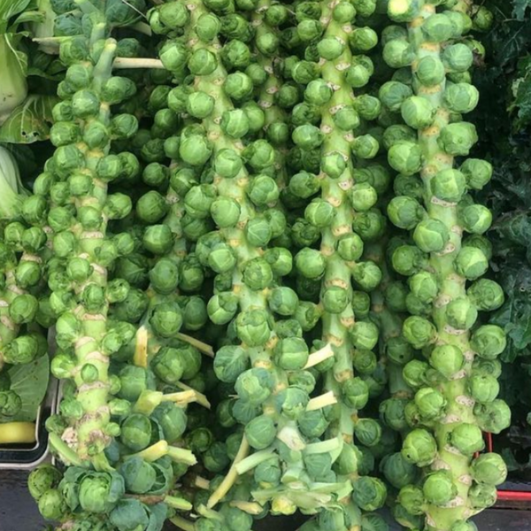 Brussels Sprouts (On The Stalk)