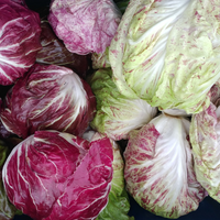 Radicchio (Assorted Varieties)