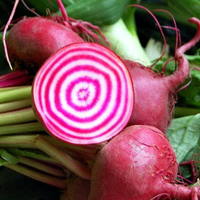 Beets (Rainbow)