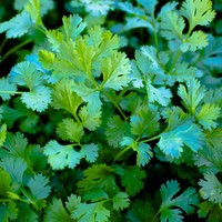 Fresh Herbs (Cilantro)